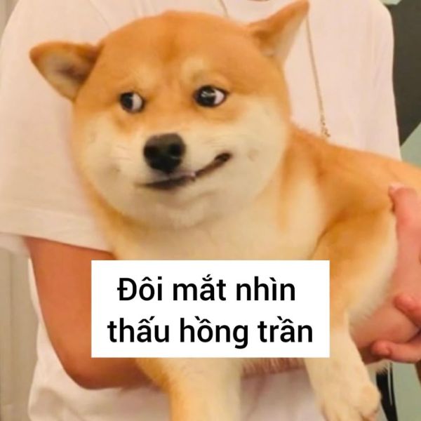 meme dog liếc nhìn