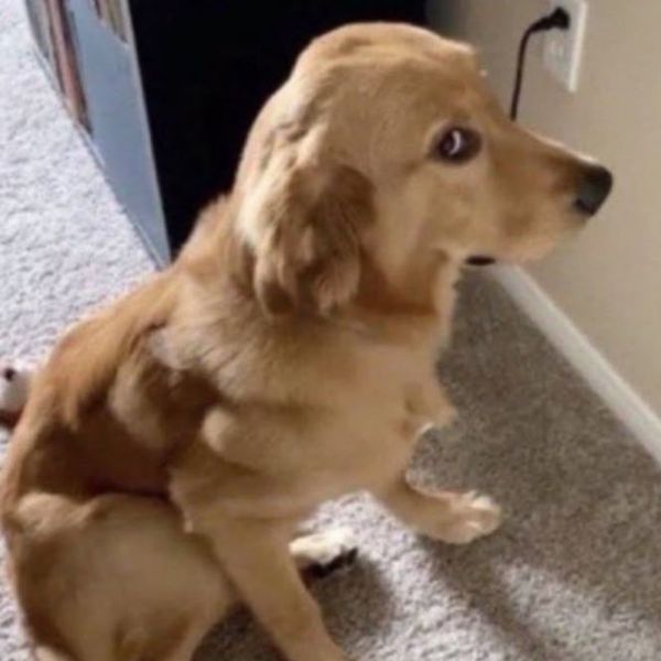meme dog lườm