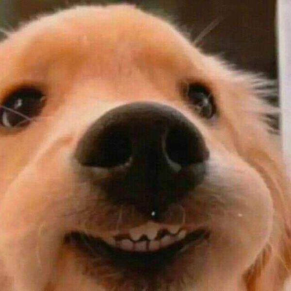 meme dog nhỏ xinh