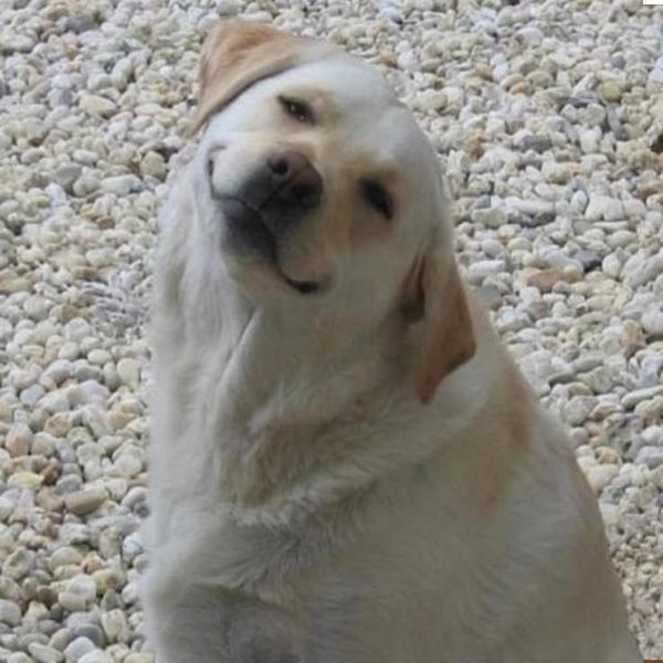 meme dog thích