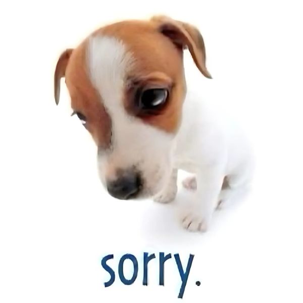 meme dog xin lỗi