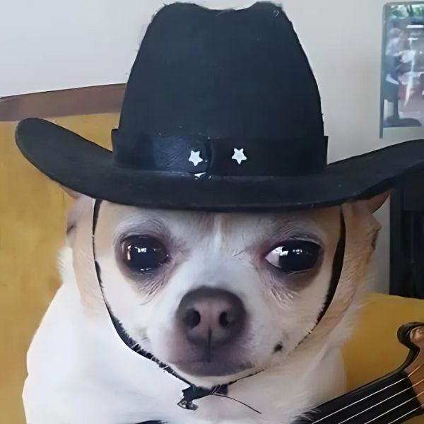 meme dog xinh