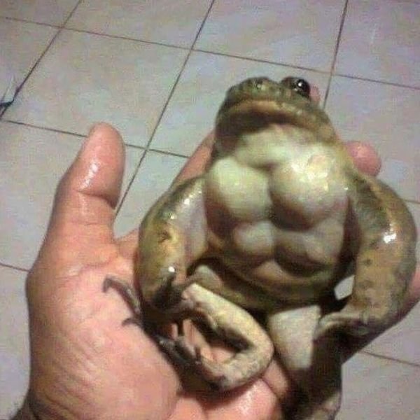 meme frog 6 múi