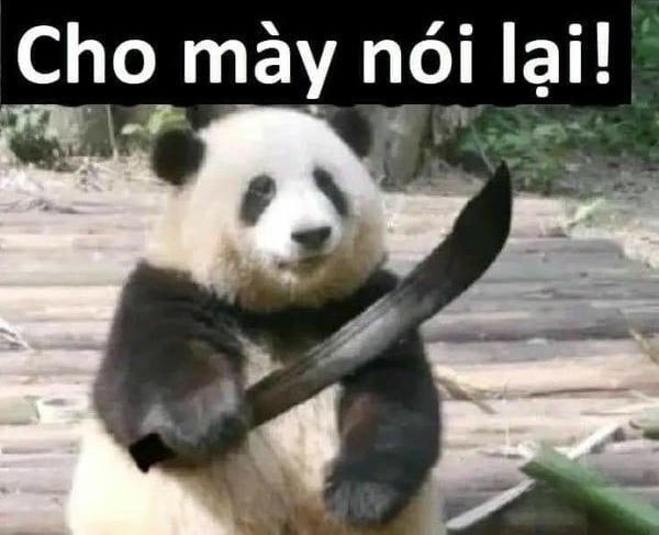 meme gấu trúc bựa hài