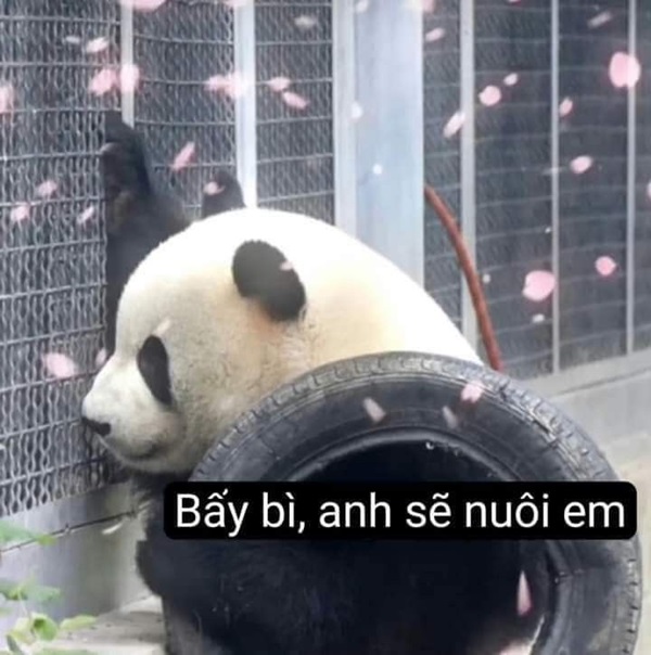 meme gấu trúc bựa nhất