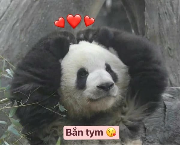 meme gấu trúc chế cực bựa