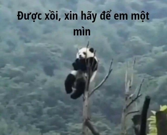 meme gấu trúc chế cực hài