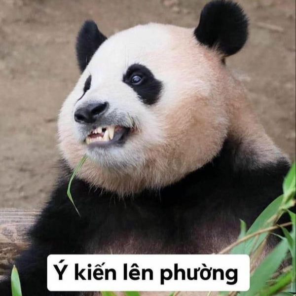 meme gấu trúc chế cực nhây