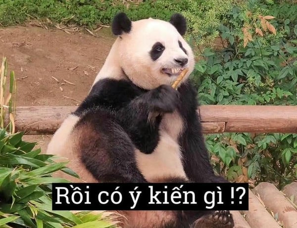 meme gấu trúc chế hài nhất