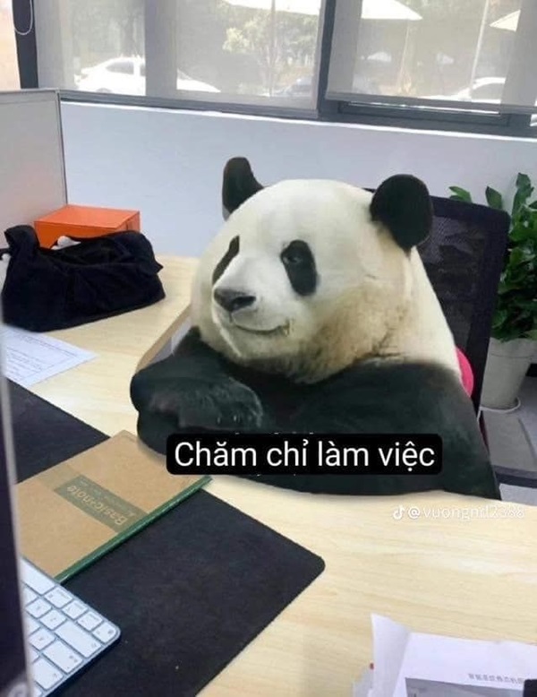 meme gấu trúc chế hài