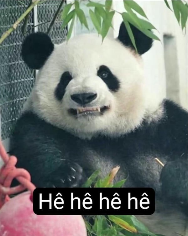 meme gấu trúc chế siêu bựa