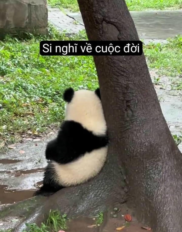 meme gấu trúc chế siêu hài bựa