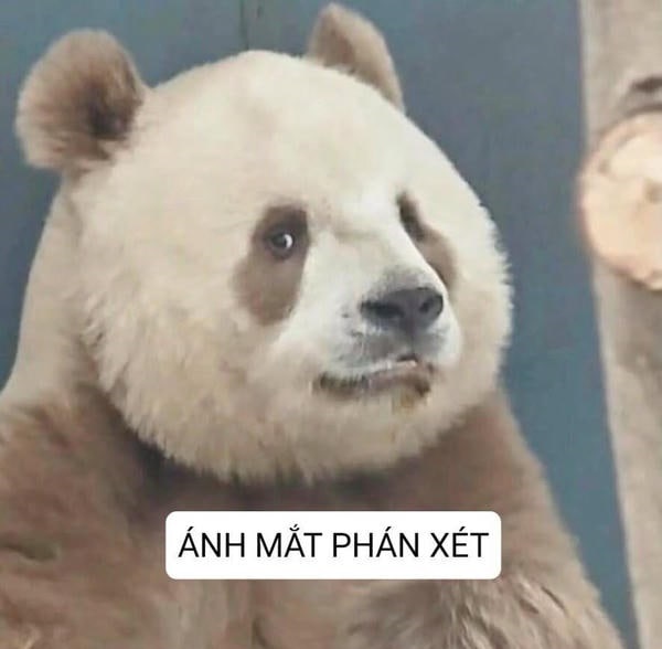 meme gấu trúc chế siêu nhây