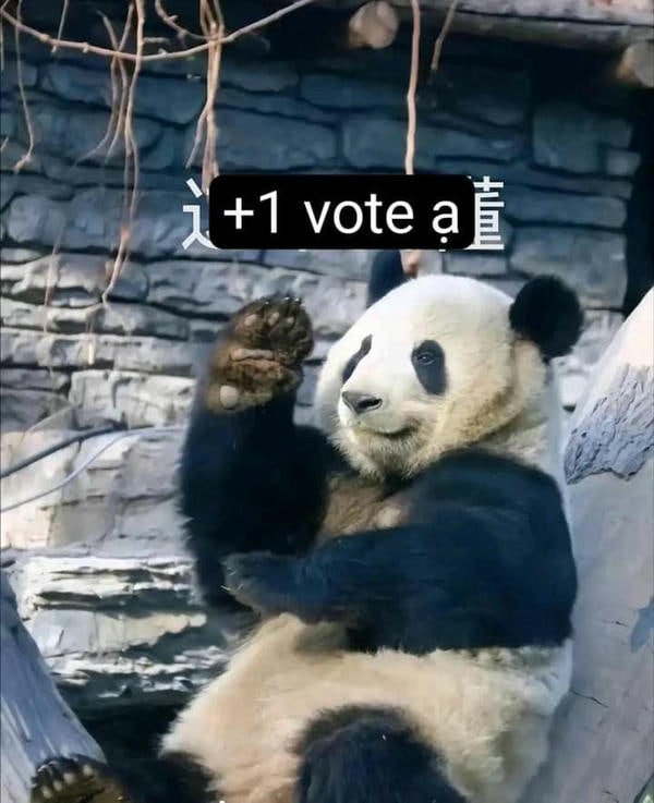meme gấu trúc cực bựa hài