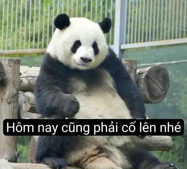 meme gấu trúc cực bựa