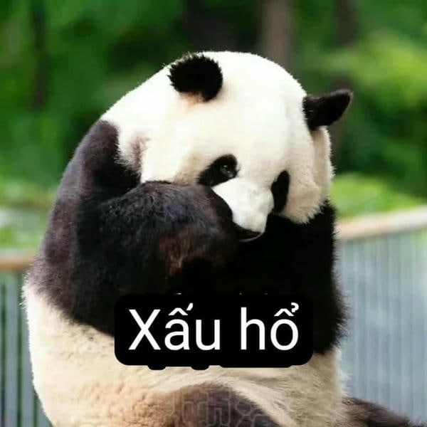 meme gấu trúc cực hài bựa