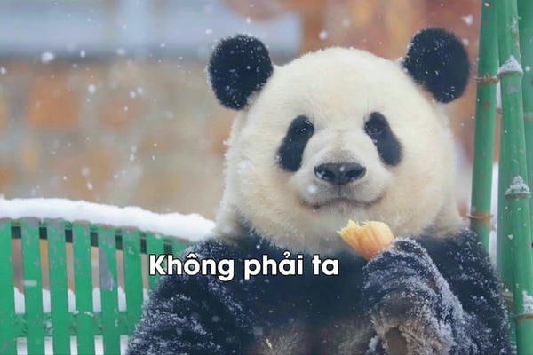 meme gấu trúc cực hài