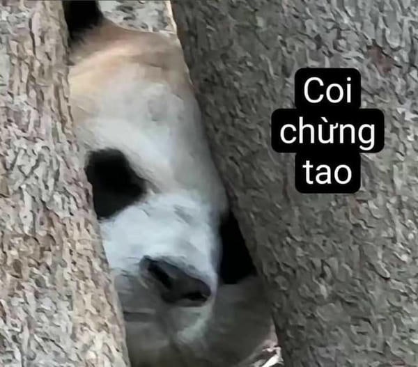 meme gấu trúc cute hài
