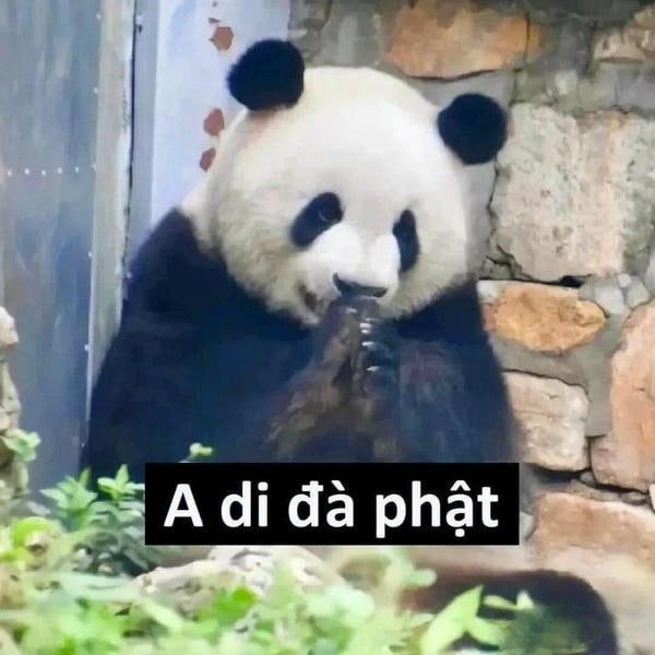 meme gấu trúc cute