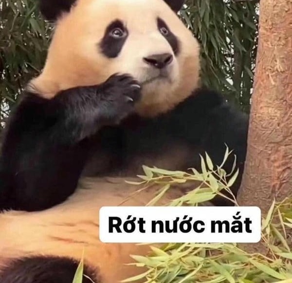 meme gấu trúc hài bựa