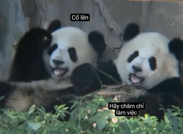 meme gấu trúc hài nhất
