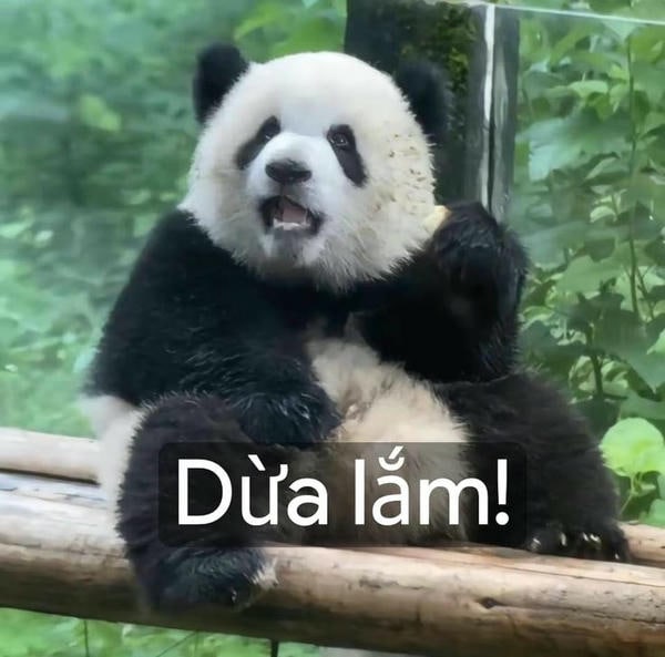 meme gấu trúc hài