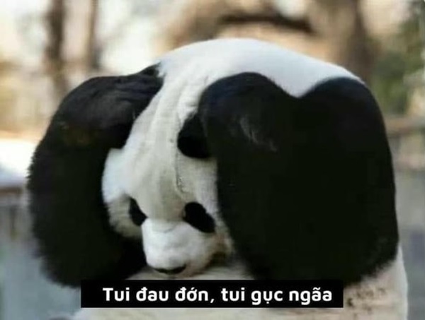 meme gấu trúc siêu bựa