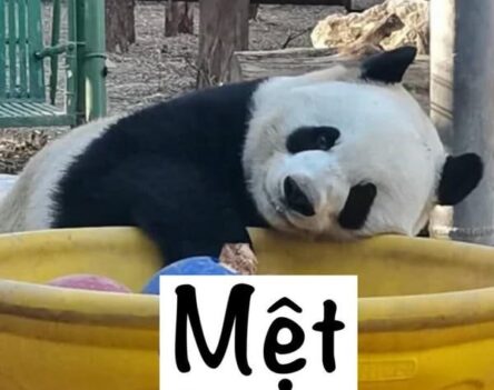 99+ Hình ảnh meme gấu trúc khiến bạn phá cười