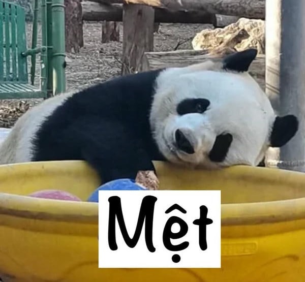 meme gấu trúc siêu hài bựa