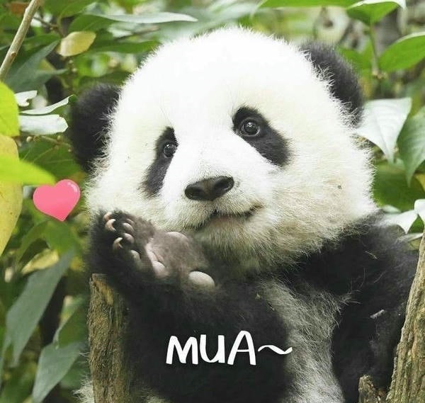 meme gấu trúc siêu hài