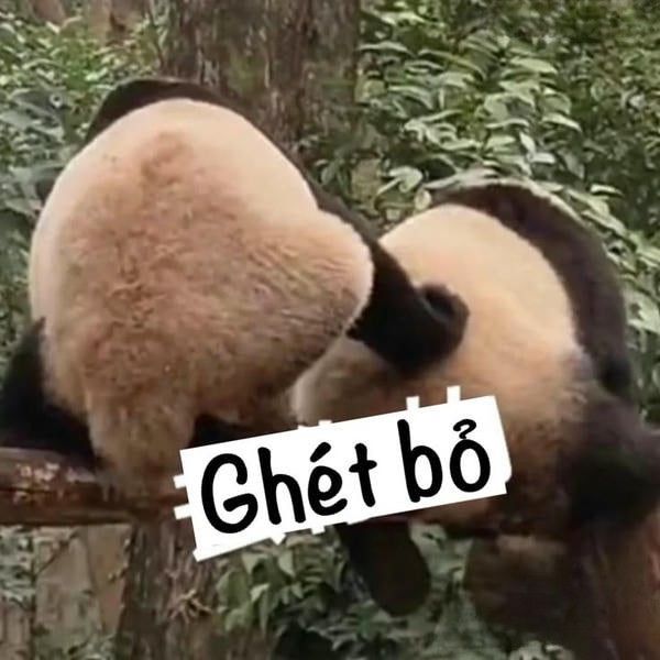 meme gấu trúc