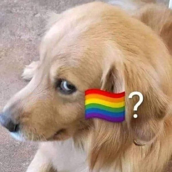 meme gay lườm