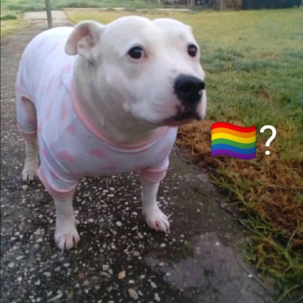 meme gay