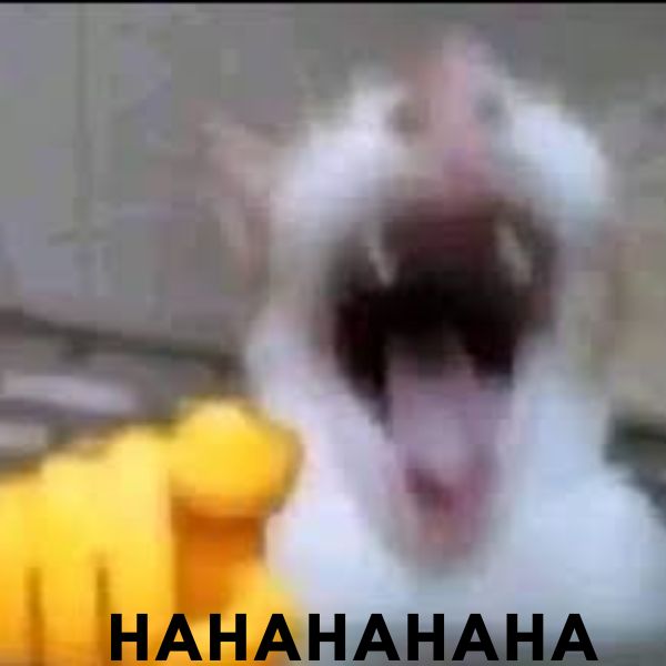 meme haha chỉ tay