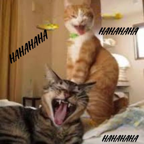meme haha há mồm