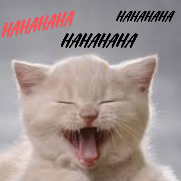 meme haha mèo trắng