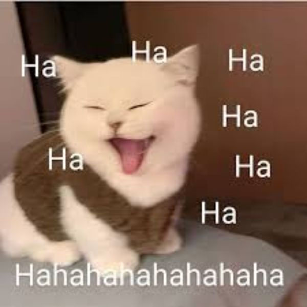 meme haha mèo