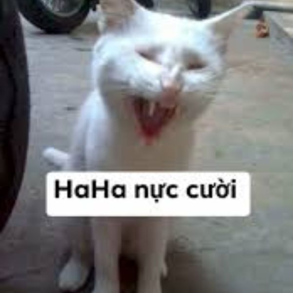 meme haha nực cười
