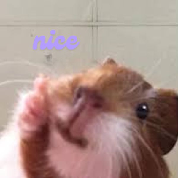 meme hamster