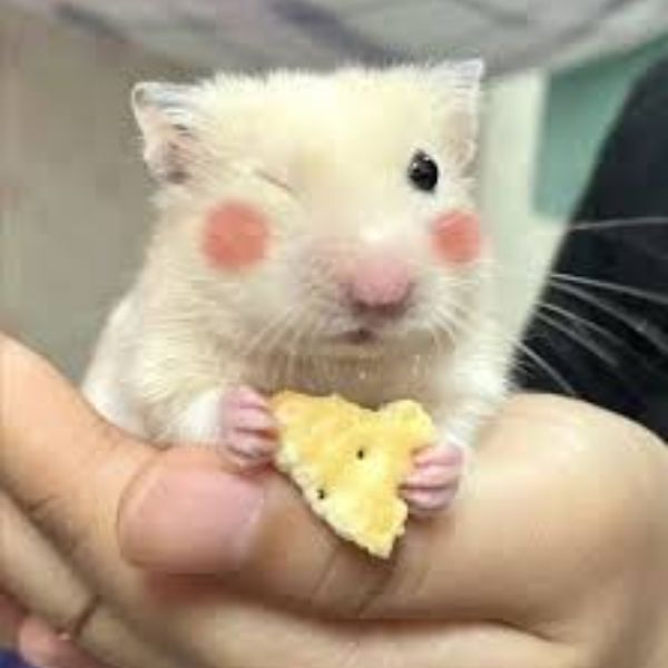 meme hamster cầm bánh