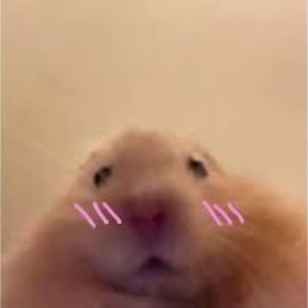 meme hamster má hồng