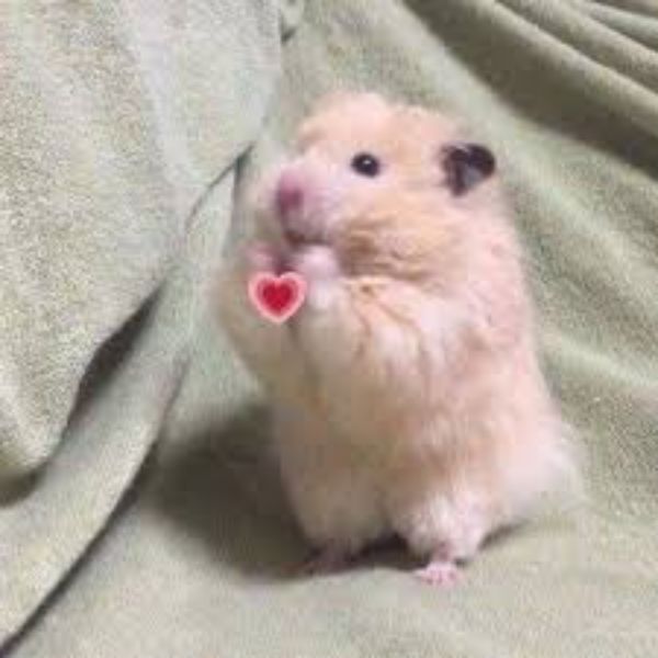 meme hamster thả tim