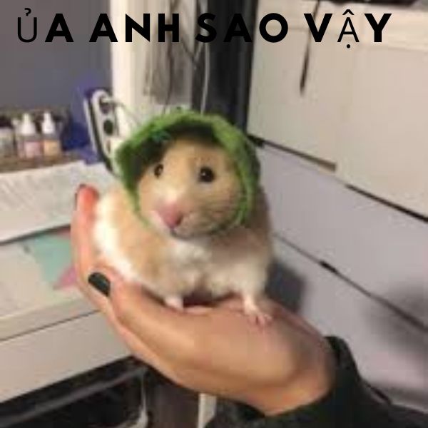 meme hamster thích gì