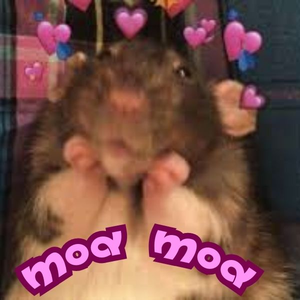 meme hamster tim