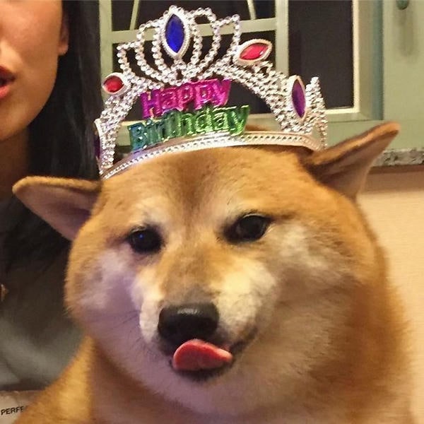 meme happy birthday chó