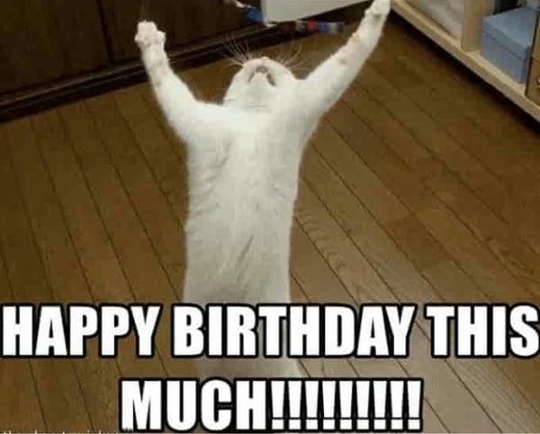 meme happy birthday con mèo