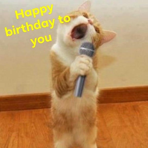 meme happy birthday mèo hài hước