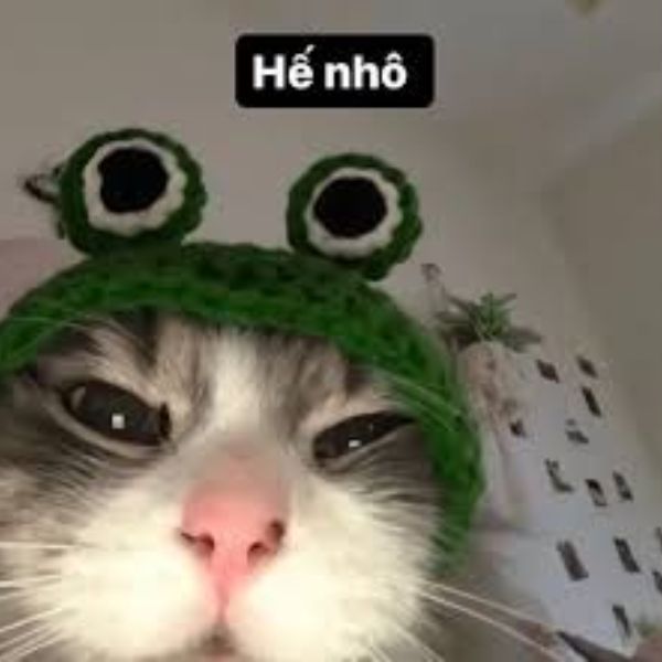 meme hello mèo