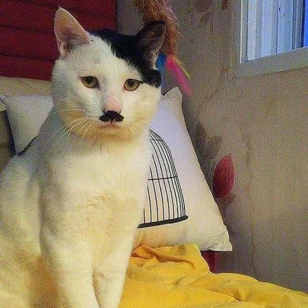 meme hitler mèo chế