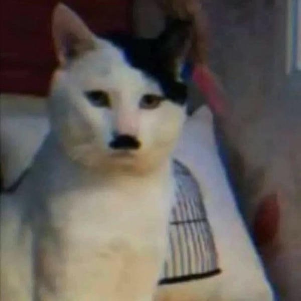 meme hitler mèo